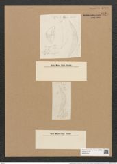 Cystopleura gibberula var. protracta Grun. (de-Toni-Nr.: Genus 103, Species 3129) Zeichnungen Sammlung Grunow Nr. 6420 (NHMW-BOT-W0375100)